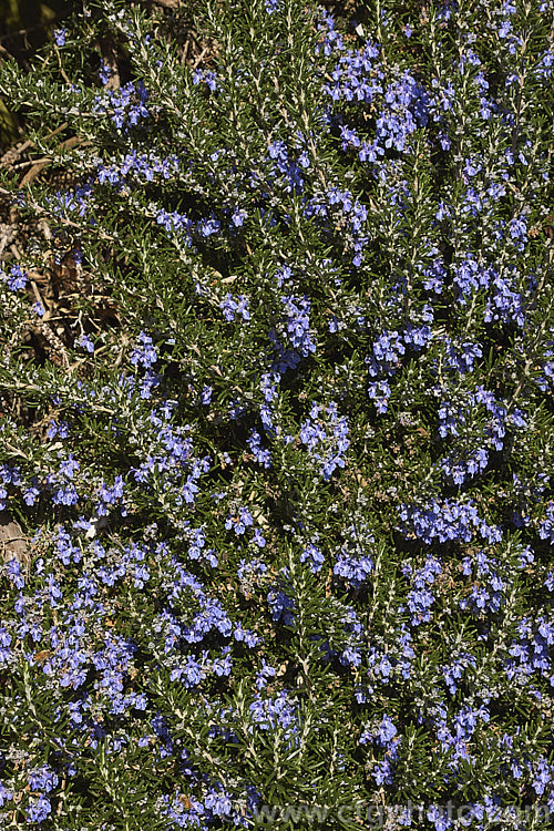 <i>Salvia rosmarinus</i> (syn. <i>Rosmarinus officinalis</i>) 'Irene', a prostrate rosemary cultivar with deep lavender blue flowers. Rosemary is a Mediterranean shrub, the flowers and foliage of which are used for fragrance and herbal purposes. Order: Lamiales, Family: Lamiaceae