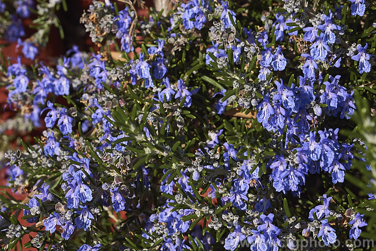 <i>Salvia rosmarinus</i> (syn. <i>Rosmarinus officinalis</i>) 'Irene', a prostrate rosemary cultivar with deep lavender blue flowers. Rosemary is a Mediterranean shrub, the flowers and foliage of which are used for fragrance and herbal purposes. Order: Lamiales, Family: Lamiaceae