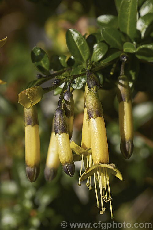 Vestia foetida (syn. Vestia lycioides</i>), an evergreen, spring- to summer-flowering, 2-4m tall shrub native to Chile. It has pendulous, tubular yellow flowers and gets its specific name from the rather unpleasant odour that the foliage and stems give off if crushed. It is easily grown but not the neatest plant