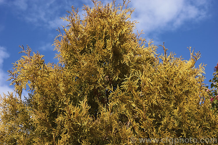 The winter foliage of Thuja occidentalis 'Rheingold', a compact golden-foliaged cultivar of an eastern North American coniferous tree 'Rheingold' remains neat and compact for many years but ultimately grows to around 3m tall. The summer foliage is yellow green and deepens to gold in winter. Order: Pinales, Family: Cupressaceae