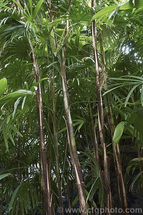 The narrow stems of the Lady Palm or Bamboo. Palm (<i>Rhapis excelsa</i>), a clump-forming feather palm native to southern China. It is slow-growing and widely cultivated as a tub plant