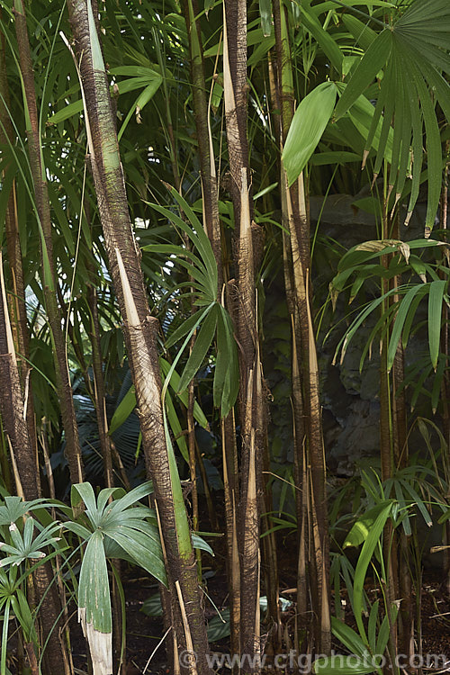 The narrow stems of the Lady Palm or Bamboo. Palm (<i>Rhapis excelsa</i>), a clump-forming feather palm native to southern China. It is slow-growing and widely cultivated as a tub plant