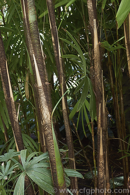 The narrow stems of the Lady Palm or Bamboo. Palm (<i>Rhapis excelsa</i>), a clump-forming feather palm native to southern China. It is slow-growing and widely cultivated as a tub plant