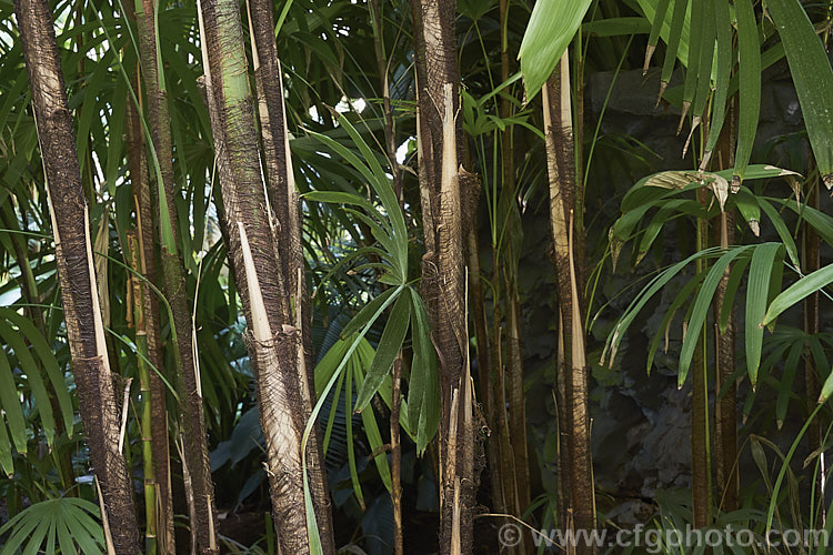 The narrow stems of the Lady Palm or Bamboo. Palm (<i>Rhapis excelsa</i>), a clump-forming feather palm native to southern China. It is slow-growing and widely cultivated as a tub plant