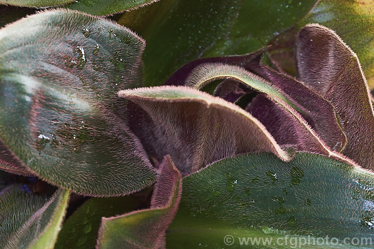 Siderasis fuscata, an evergreen perennial native to eastern Brazil. It is related to Tradescantia and is notable for its 10-25cm long velvety leaves that are covered in fine red-brown hairs, as shown in this image. Its mauve flowers are up to 4cm wide. siderasis-3307htm'>Siderasis. <a href='commelinaceae-plant-family-photoshtml'>Commelinaceae</a>.
