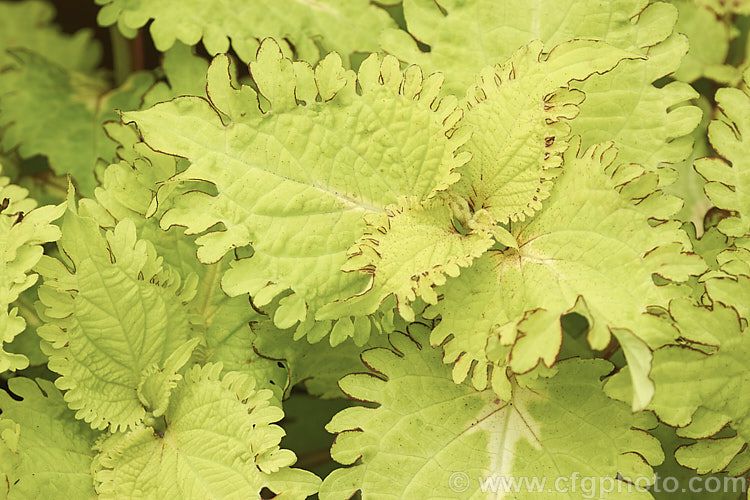 Lemon Twist. Coleus (<i>Solenostemon scutellarioides 'Lemon Twist'), a cultivar of a tender shrubby perennial originally native to Southeast Asia that occurs in many coloured foliage forms 'Lemon Twist' is distinguished by its soft yellow foliage and enlarged red-tinted leaf-edge teeth that have become lobe-like