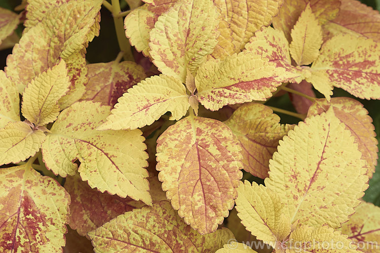 One of the many coloured foliage forms of Coleus (<i>Solenostemon scutellarioides</i>). Originally native to Southeast Asia, this tender shrubby perennial occurs in many varying leaf colours.