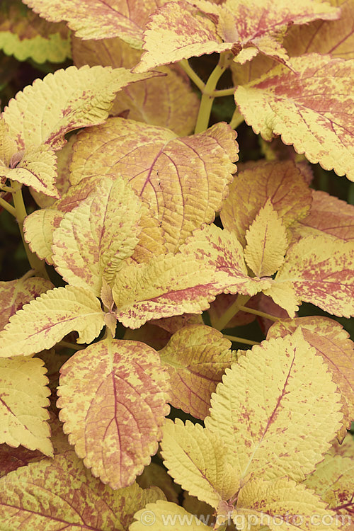 One of the many coloured foliage forms of Coleus (<i>Solenostemon scutellarioides</i>). Originally native to Southeast Asia, this tender shrubby perennial occurs in many varying leaf colours.