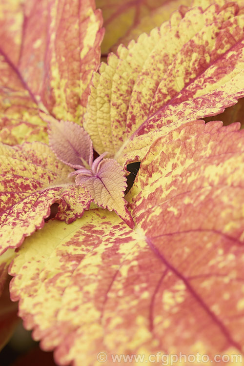 One of the many coloured foliage forms of Coleus (<i>Solenostemon scutellarioides</i>). Originally native to Southeast Asia, this tender shrubby perennial occurs in many varying leaf colours.