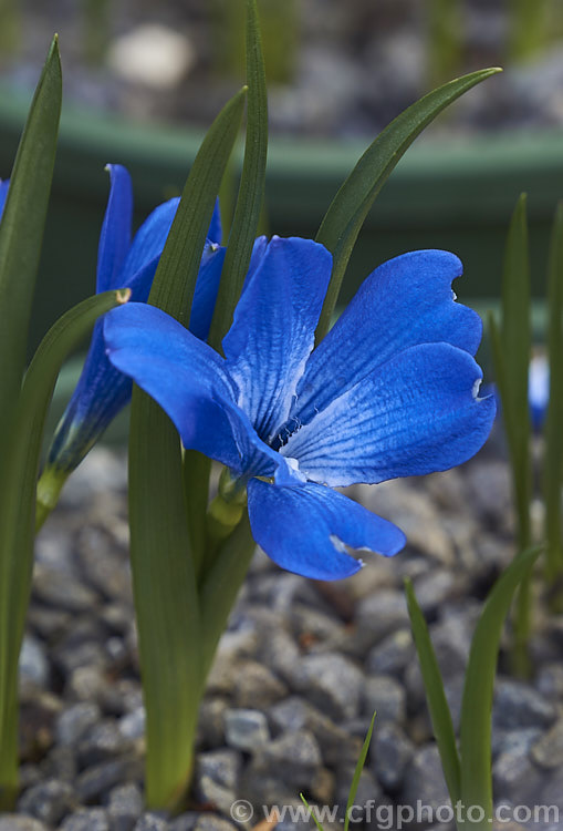 Chilean. Blue Crocus (<i>Tecophilaea cyanocrocus</i>), a low-growing, spring flowering bulb native to southernChile. It is now thought to possibly be extinct in the wild due to over-collecting. tecophilaea-3353htm'>Tecophilaea. <a href='tecophilaeaceae-plant-family-photoshtml'>Tecophilaeaceae</a>.