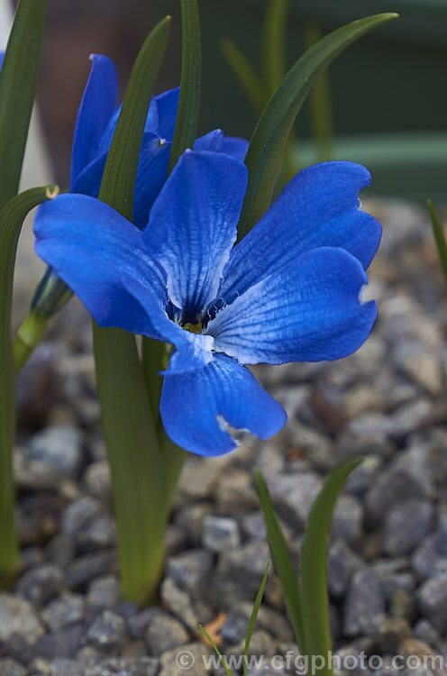 Chilean. Blue Crocus (<i>Tecophilaea cyanocrocus</i>), a low-growing, spring flowering bulb native to southernChile. It is now thought to possibly be extinct in the wild due to over-collecting. tecophilaea-3353htm'>Tecophilaea. <a href='tecophilaeaceae-plant-family-photoshtml'>Tecophilaeaceae</a>.