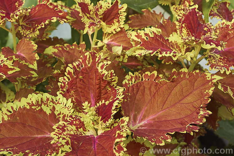 One of the many variegated. Coleus (<i>Solenostemon scutellarioides</i>). Originally native to Southeast Asia, this tender shrubby perennial occurs in many coloured foliage forms.
