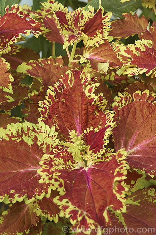 One of the many variegated. Coleus (<i>Solenostemon scutellarioides</i>). Originally native to Southeast Asia, this tender shrubby perennial occurs in many coloured foliage forms.