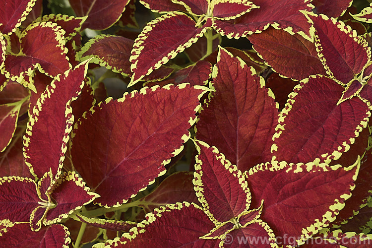 One of the many variegated. Coleus (<i>Solenostemon scutellarioides</i>). Originally native to Southeast Asia, this tender shrubby perennial occurs in many coloured foliage forms.
