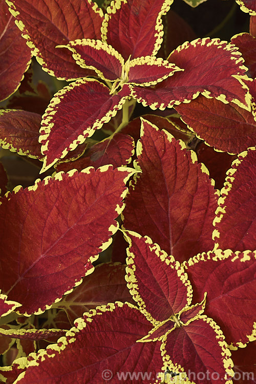 One of the many variegated. Coleus (<i>Solenostemon scutellarioides</i>). Originally native to Southeast Asia, this tender shrubby perennial occurs in many coloured foliage forms.