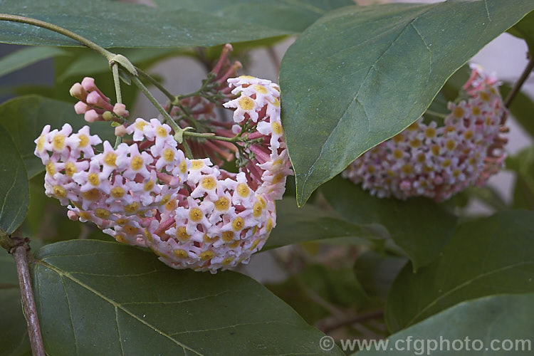 Rogiera amoena (syn. Rondeletia amoena</i>), an evergreen shrub or more rarely a tree native to Mexico, Panama and Guatemala. Its viburnum-like heads of fragrant pale pink flowers open from mid winter onwards. rogiera-2723htm'>Rogiera. <a href='rubiaceae-plant-family-photoshtml'>Rubiaceae</a>.