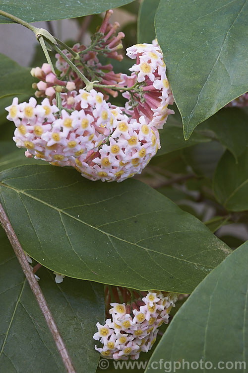 Rogiera amoena (syn. Rondeletia amoena</i>), an evergreen shrub or more rarely a tree native to Mexico, Panama and Guatemala. Its viburnum-like heads of fragrant pale pink flowers open from mid winter onwards. rogiera-2723htm'>Rogiera. <a href='rubiaceae-plant-family-photoshtml'>Rubiaceae</a>.