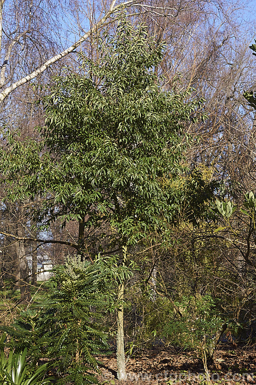Japanese Willowleaf. Oak (<i>Quercus salicina</i>), an evergreen tree native to Japan and Korea. The tree is not especially tall but is rather broad. Its lance-shaped leaves are up to 10cm long and taper to a fine point. The young leaves are downy and the mature foliage has pale undersides. Extracts of Quercus salicina are used in cosmetics and Asian medicines. This species is closely allied to Quercus bambusifolia and is sometimes considered to be synonymous with Quercus stenophylla. Order: Fagales, Family: Fagaceae