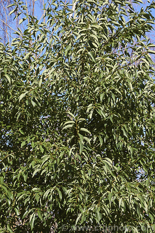 Japanese Willowleaf. Oak (<i>Quercus salicina</i>), an evergreen tree native to Japan and Korea. The tree is not especially tall but is rather broad. Its lance-shaped leaves are up to 10cm long and taper to a fine point. The young leaves are downy and the mature foliage has pale undersides. Extracts of Quercus salicina are used in cosmetics and Asian medicines. This species is closely allied to Quercus bambusifolia and is sometimes considered to be synonymous with Quercus stenophylla. Order: Fagales, Family: Fagaceae