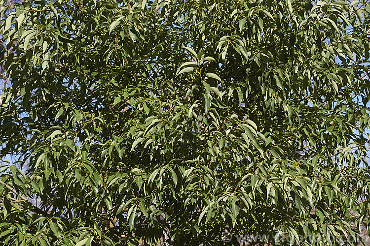 Japanese Willowleaf. Oak (<i>Quercus salicina</i>), an evergreen tree native to Japan and Korea. The tree is not especially tall but is rather broad. Its lance-shaped leaves are up to 10cm long and taper to a fine point. The young leaves are downy and the mature foliage has pale undersides. Extracts of Quercus salicina are used in cosmetics and Asian medicines. This species is closely allied to Quercus bambusifolia and is sometimes considered to be synonymous with Quercus stenophylla. Order: Fagales, Family: Fagaceae