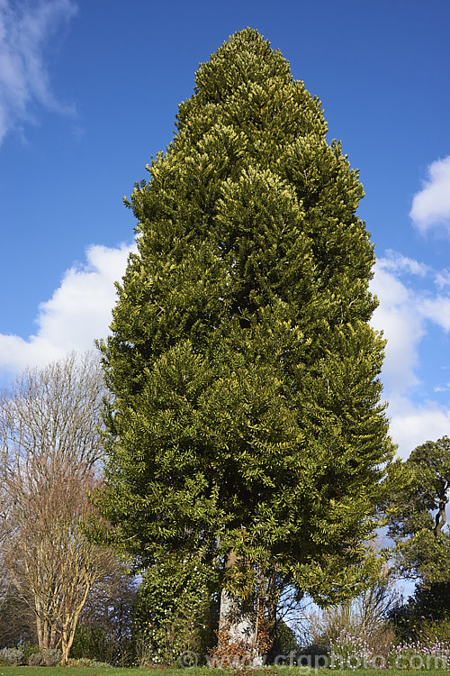 Kauri (<i>Agathis australis</i>), the largest New Zealand native tree, the kauri has an extremely strong, durable wood that is excellent for high grade furniture and construction. Its thick, leathery leaves and globular cones make it an attractive garden plant when young. Order: Araucariales, Family: Araucariaceae