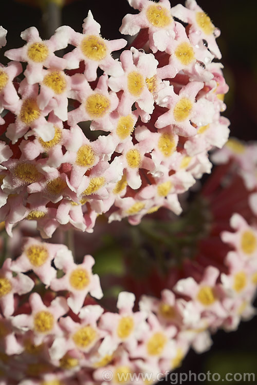 Flowerhead of Rogiera amoena (syn. Rondeletia amoena</i>), an evergreen shrub or more rarely a tree native to Mexico, Panama and Guatemala. Its viburnum-like heads of fragrant pale pink flowers open from mid winter onwards. rogiera-2723htm'>Rogiera. <a href='rubiaceae-plant-family-photoshtml'>Rubiaceae</a>.