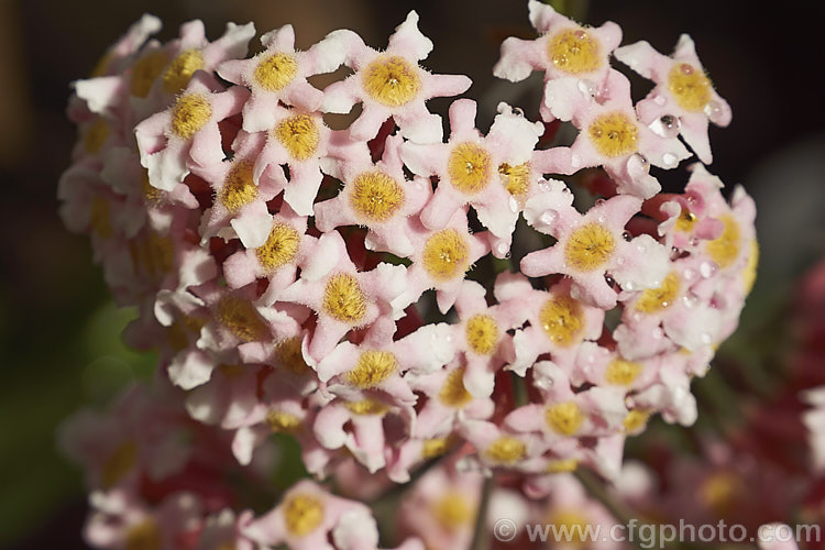 Flowerhead of Rogiera amoena (syn. Rondeletia amoena</i>), an evergreen shrub or more rarely a tree native to Mexico, Panama and Guatemala. Its viburnum-like heads of fragrant pale pink flowers open from mid winter onwards. rogiera-2723htm'>Rogiera. <a href='rubiaceae-plant-family-photoshtml'>Rubiaceae</a>.