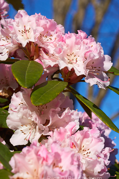 <i>Rhododendron</i> 'Christmas Cheer' (<i>Rhododendron caucasicum</i> x unknown</i>), available in several forms, sometimes under different names, this old hybrid is among the first rhododendrons to flower - in late winter to early spring. It is consequently rather prone to having its flowers damaged or destroyed by frost, though the plant itself is very hardy. Order: Ericales, Family: Ericaceae