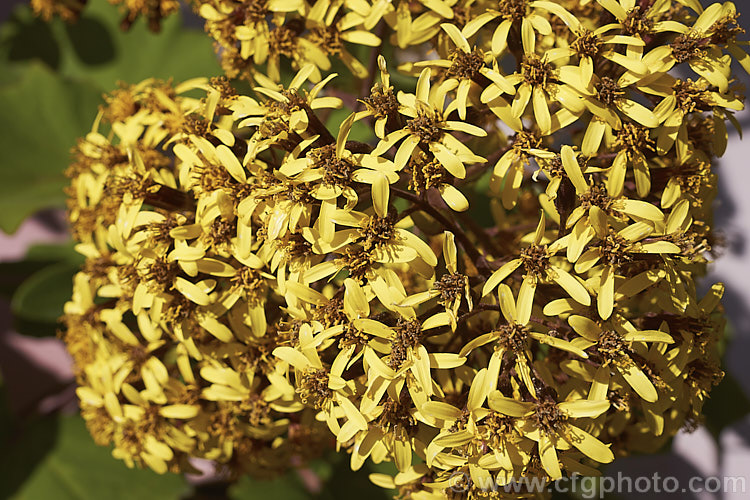 The flowers of Giant Groundsel (<i>Roldana petasites [syn. Senecio petasitis]), a large evergreen perennial or shrub daisy found from Mexico to Nicaragua. It flowers for much of the year, has attractive, large, velvety leaves and can grow to over 3m high and wide. roldana-2724htm'>Roldana.