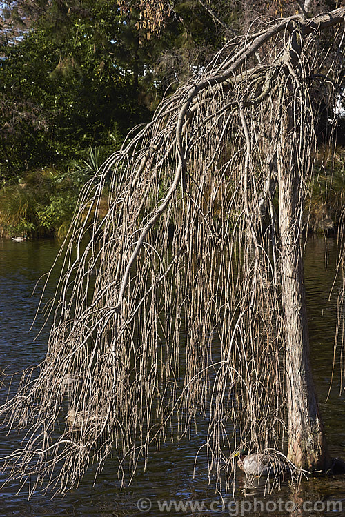 The bare winter branches of the Weeping Swamp Cypress or Weeping Bald. Cypress (<i>Taxodium distichum 'Cascade. Falls'), a cultivar one of the few deciduous conifers. Capable of growing in shallow water, this species is native to the southeast United States 'Cascade. Falls' is grafted onto standard rootstock and will spread as a groundcover once the branches reach the ground. taxodium-2129htm'>Taxodium. Order: Pinales, Family: Cupressaceae