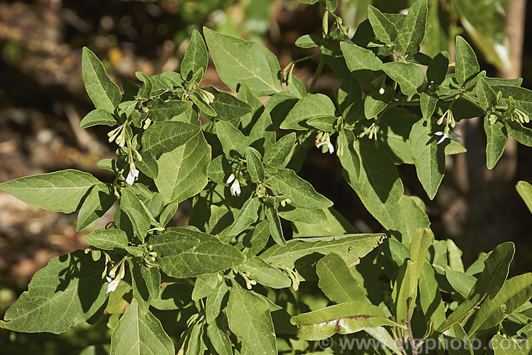 Nightshade (<i>Solanum chenopodioides</i>), a sprawling perennial or subshrub native to southern Africa, southern North America and South America. It is similar to Solanum nigrum and considered a weed