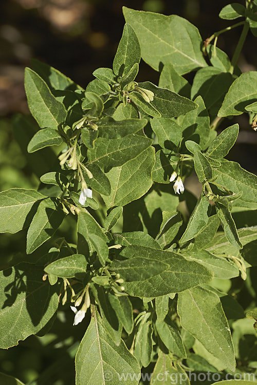 Velvety Nightshade (<i>Solanum chenopodioides</i>), a sprawling perennial or subshrub native to southern Africa, southern North America and South America. It is similar to Solanum nigrum and considered a weed