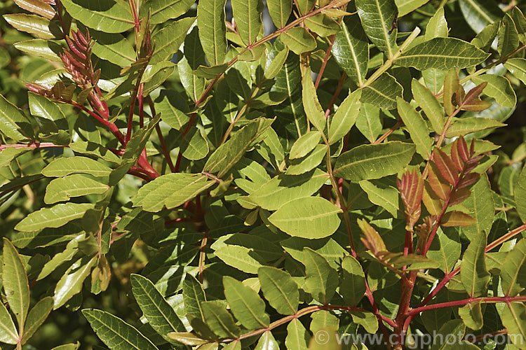The foliage of the Brazilian. Pepper. Tree or Aroeira (<i>Schinus terebinthifolius</i>), an evergreen shrub or small tree up to 7m tall Found from Venezuela to Argentina, it has small greenish white flowers followed by dry red or pink fruits. schinus-2490htm'>Schinus. <a href='anacardiaceae-plant-family-photoshtml'>Anacardiaceae</a>.