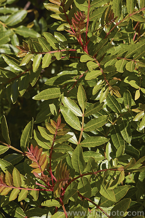 The foliage of the Brazilian. Pepper. Tree or Aroeira (<i>Schinus terebinthifolius</i>), an evergreen shrub or small tree up to 7m tall Found from Venezuela to Argentina, it has small greenish white flowers followed by dry red or pink fruits. schinus-2490htm'>Schinus. <a href='anacardiaceae-plant-family-photoshtml'>Anacardiaceae</a>.