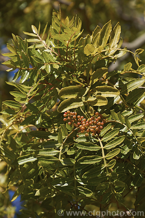The foliage and fruit of the Brazilian. Pepper. Tree or Aroeira (<i>Schinus terebinthifolius</i>), an evergreen shrub or small tree up to 7m tall Found from Venezuela to Argentina, it has small greenish white flowers followed by dry red or pink fruits. schinus-2490htm'>Schinus. <a href='anacardiaceae-plant-family-photoshtml'>Anacardiaceae</a>.