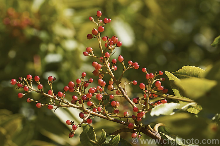 The fruit of the Brazilian. Pepper. Tree or Aroeira (<i>Schinus terebinthifolius</i>), an evergreen shrub or small tree up to 7m tall Found from Venezuela to Argentina, it has small greenish white flowers followed by dry red or pink fruits. schinus-2490htm'>Schinus. <a href='anacardiaceae-plant-family-photoshtml'>Anacardiaceae</a>.