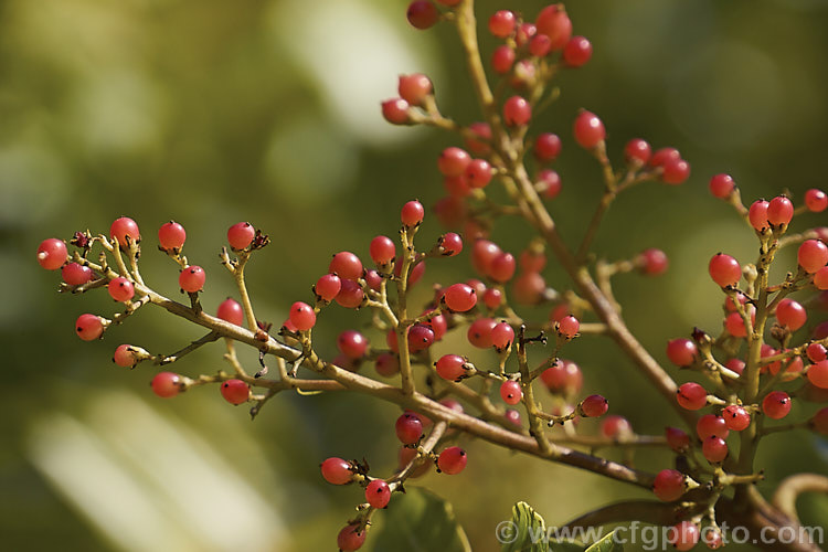 The fruit of the Brazilian. Pepper. Tree or Aroeira (<i>Schinus terebinthifolius</i>), an evergreen shrub or small tree up to 7m tall Found from Venezuela to Argentina, it has small greenish white flowers followed by dry red or pink fruits. schinus-2490htm'>Schinus. <a href='anacardiaceae-plant-family-photoshtml'>Anacardiaceae</a>.