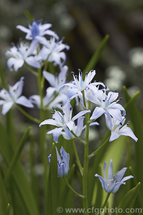 Scilla monophyllos, a late winter- to spring-flowering bulb native to Portugal and southwestern Spain. It has a single leaf per bulb and small flowers on stems up to 25cm high. scilla-2491htm'>Scilla.