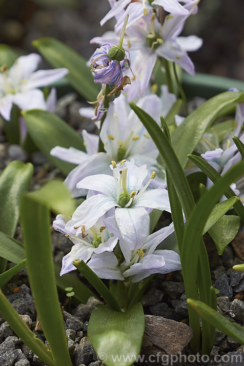 Mishchenko. Squill (<i>Scilla mischtschenkoana</i>), a small spring-flowering bulb found naturally in Iran and southern Russia. The flower stems can reach 15cm tall but are usually less than 10cm high. scilla-2491htm'>Scilla.