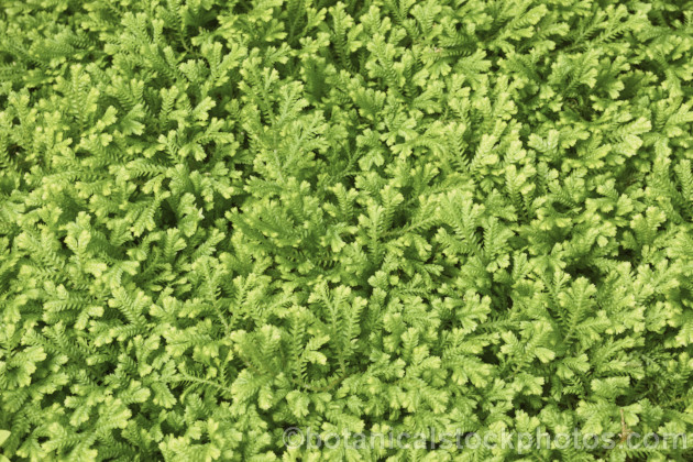 Selaginella kraussiana 'Aurea', a yellow-green-foliaged cultivar of the Spreading. Clubmoss, a prostrate, spreading, evergreen perennial found in southern Africa and the Azores. Its use as a house plant has allowed it to naturalise in many mild areas. selaginella-3301htm'>Selaginella. <a href='selaginellaceae-plant-family-photoshtml'>Selaginellaceae</a>.