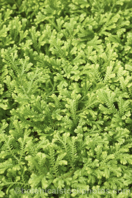 Selaginella kraussiana 'Aurea', a yellow-green-foliaged cultivar of the Spreading. Clubmoss, a prostrate, spreading, evergreen perennial found in southern Africa and the Azores. Its use as a house plant has allowed it to naturalise in many mild areas. selaginella-3301htm'>Selaginella. <a href='selaginellaceae-plant-family-photoshtml'>Selaginellaceae</a>.