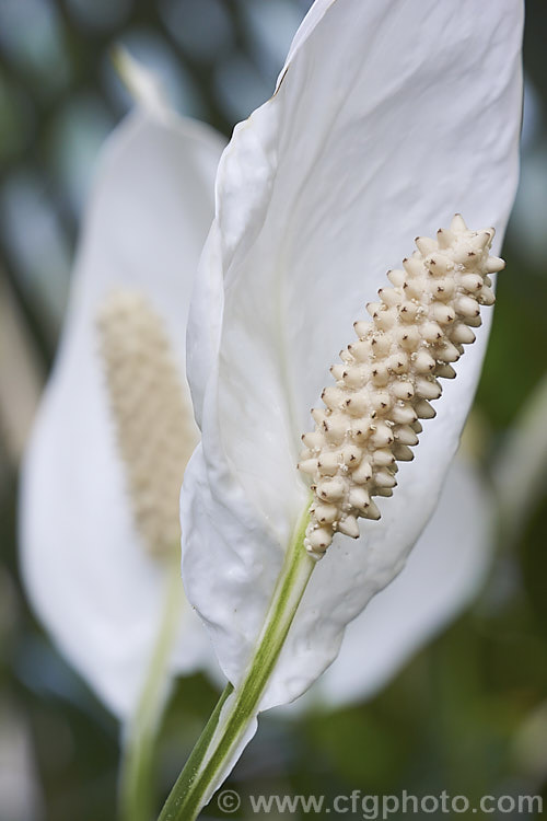 Flowerheads of Spathiphyllum commutatum, a large-growing, large-flowered Peace. Lily native to Indonesia and the Philippines. It grows to around 15m tall with 50cm long leaves and 24cm flower spathes. spathiphyllum-2500htm'>Spathiphyllum.