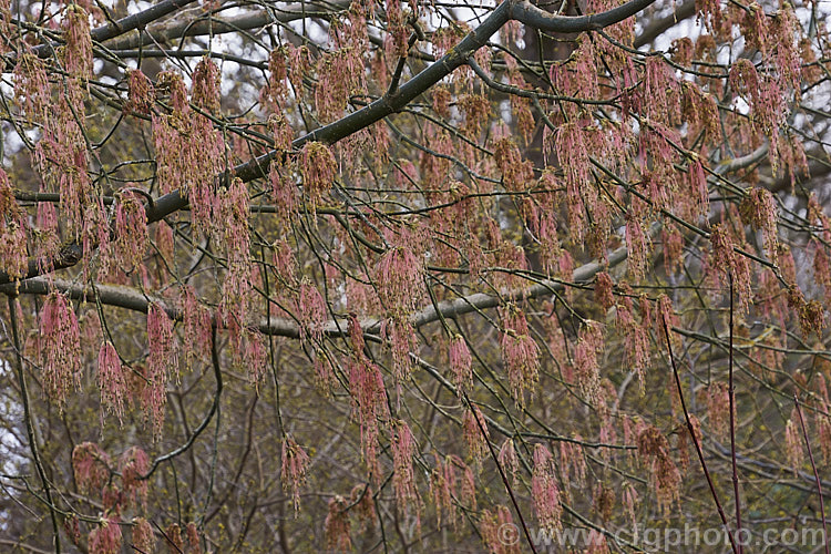 The flowering tassels of the Purple-leafed. Box Elder (<i>Acer negundo</i> var. <i>violaceum</i>), this tree, up to 20m tall, is native to Central and North America and is a variety of a species that seeds very freely and can become something of a weed. It is one of the few maples cultivated for its flowers as much as its foliage and form. Order: Sapindales, Family: Sapindaceae