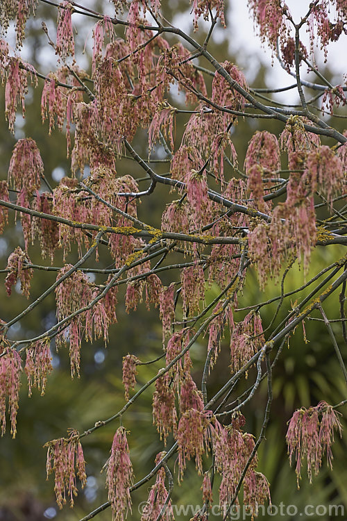 The flowering tassels of the Purple-leafed. Box Elder (<i>Acer negundo</i> var. <i>violaceum</i>), this tree, up to 20m tall, is native to Central and North America and is a variety of a species that seeds very freely and can become something of a weed. It is one of the few maples cultivated for its flowers as much as its foliage and form. Order: Sapindales, Family: Sapindaceae