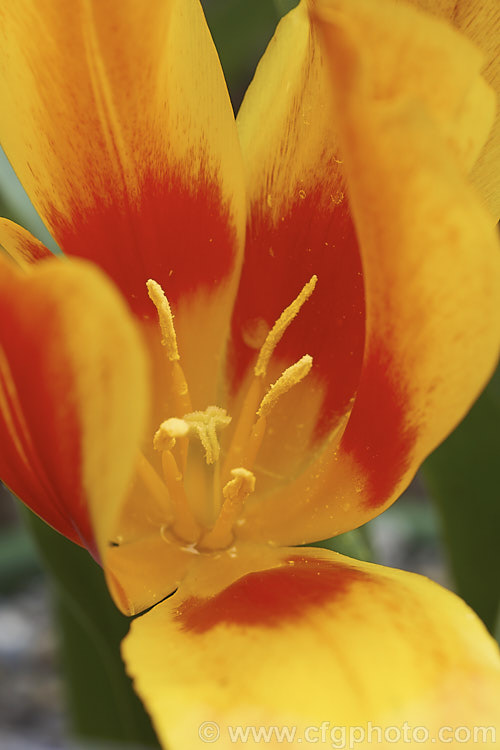 Tulipa brachystemon, a small, early spring flowering tulip native to western Asia. Its flower colour is typically yellow, but orange-red and bicolour forms are common. Order: Liliales, Family: Liliaceae