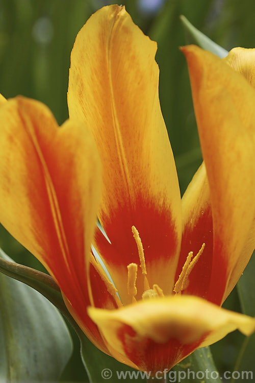 Tulipa brachystemon, a small, early spring flowering tulip native to western Asia. Its flower colour is typically yellow, but orange-red and bicolour forms are common. Order: Liliales, Family: Liliaceae