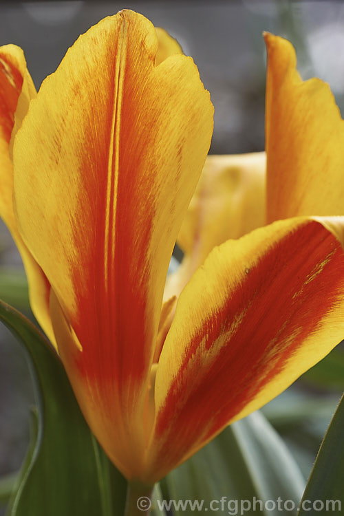 Tulipa brachystemon, a small, early spring flowering tulip native to western Asia. Its flower colour is typically yellow, but orange-red and bicolour forms are common. Order: Liliales, Family: Liliaceae