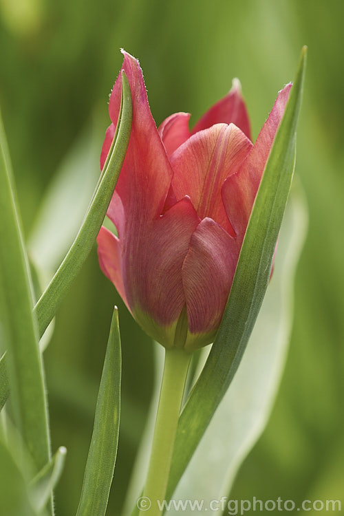 Cyprian. Tulip (<i>Tulipa cypria</i>), a spring-flowering bulb native to Cyprus. The flower stems are up to 35cm tall This species is closely allied to Tulipa agenensis. Order: Liliales, Family: Liliaceae
