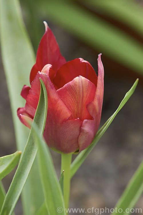 Cyprian. Tulip (<i>Tulipa cypria</i>), a spring-flowering bulb native to Cyprus. The flower stems are up to 35cm tall This species is closely allied to Tulipa agenensis. Order: Liliales, Family: Liliaceae