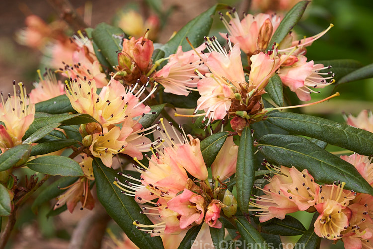 <i>Rhododendron</i> 'Crossbill' (<i>Rhododendron spinuliferum</i> x <i>Rhododendron lutescens</i>), an unusual and very early-flowering hybrid between two Chinese rhododendron species, raised by J.C. Williams of Wales in 1933. It develops into a rather open bush around 1.5m high and wide. Order: Ericales, Family: Ericaceae